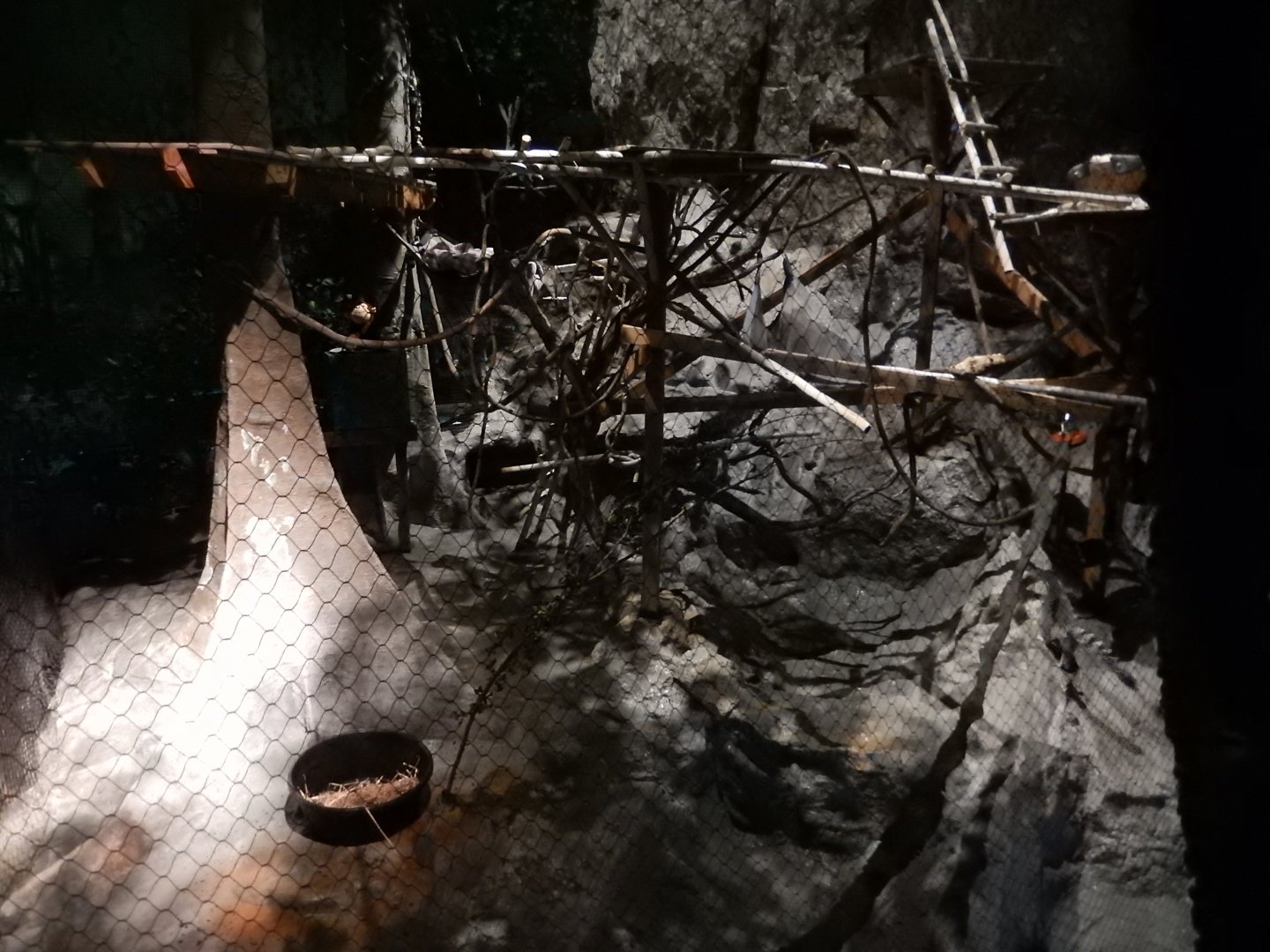 8/16/2025 - Ring-Tailed Lemur Habitat