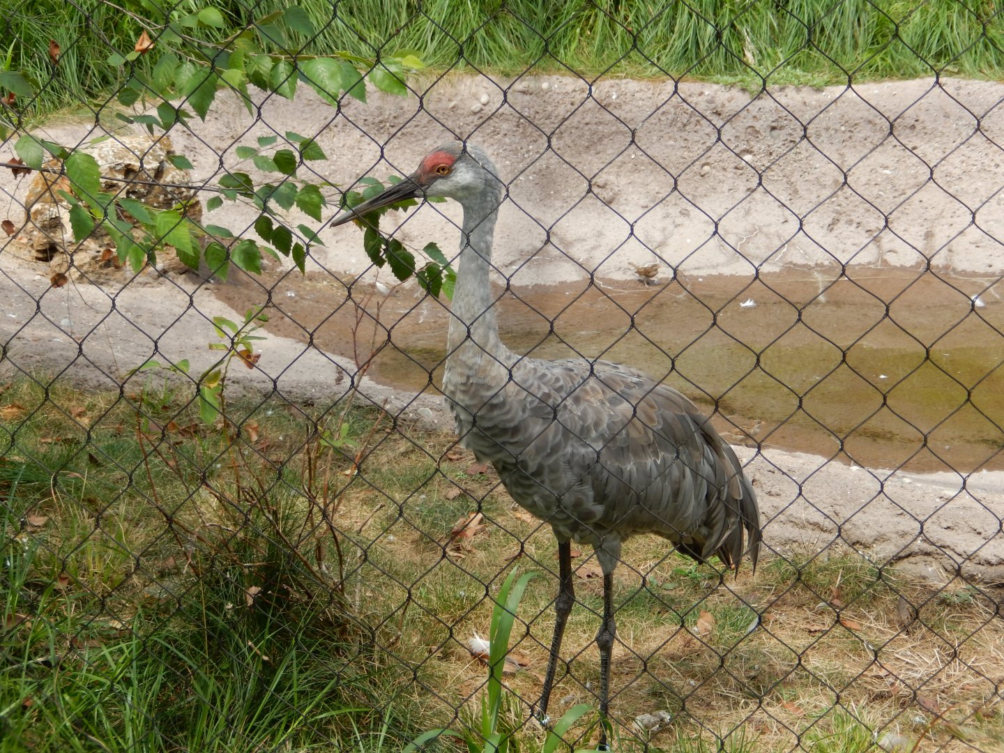 8/16/2025 - Sandhill Crane