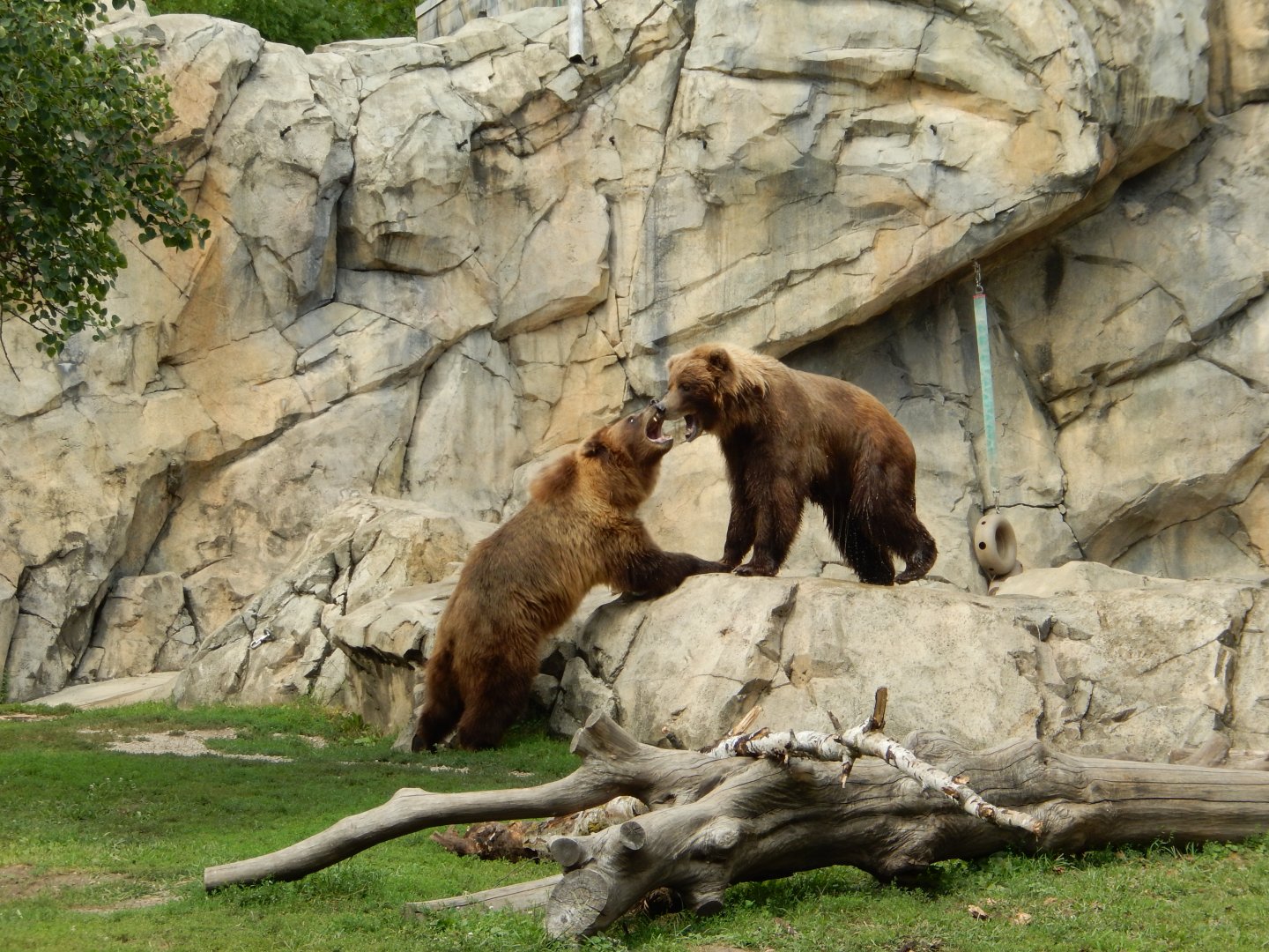 8/16/2025 - Sibling Rivalry