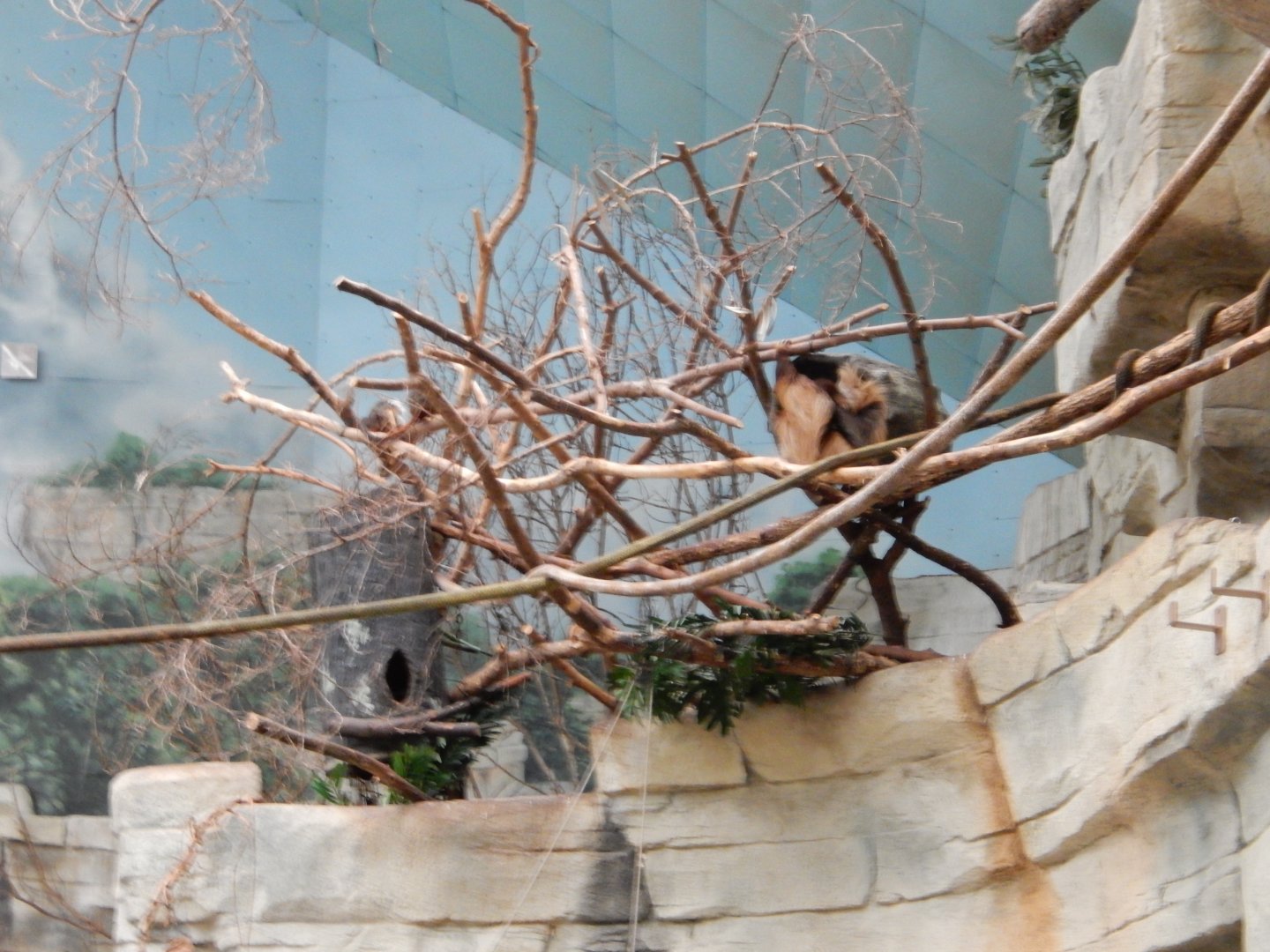 8/16/2025 - Sloth Hangout Area