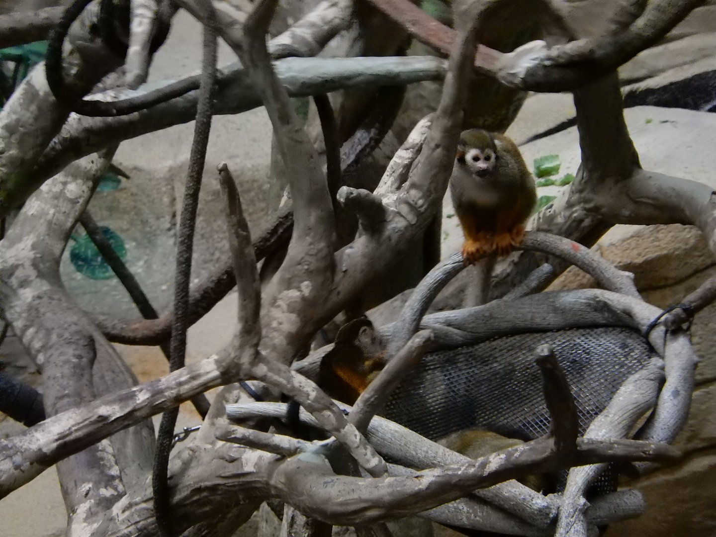 8/16/2025 - Squirrel Monkeys