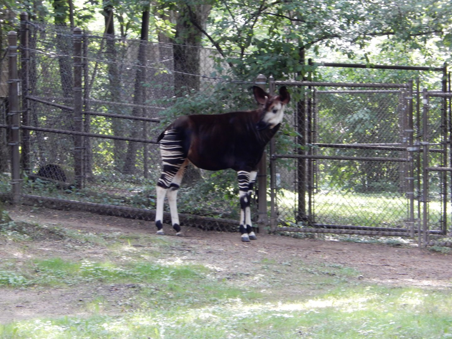 8/16/2025 - The Forest Giraffe