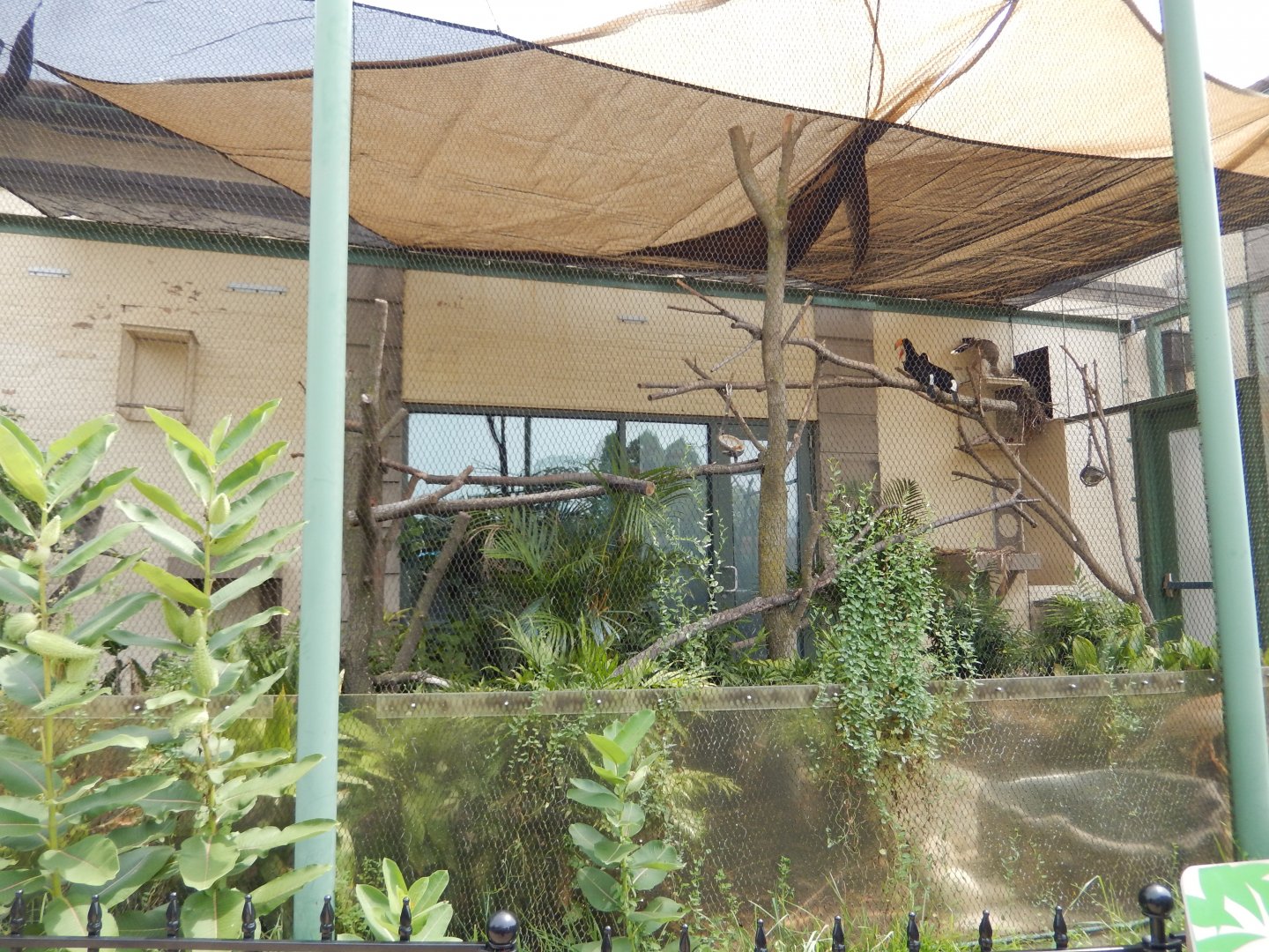 8/16/2025 - Toco Toucan & Red-Legged Seriema Habitat