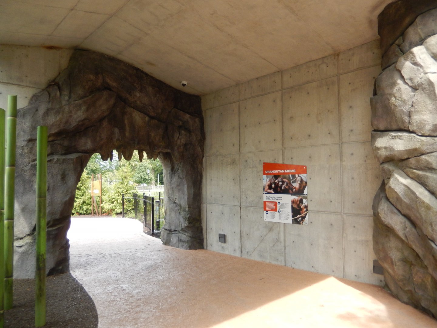 8/16/2025 - Tropical Forests - Orangutan Viewing Area