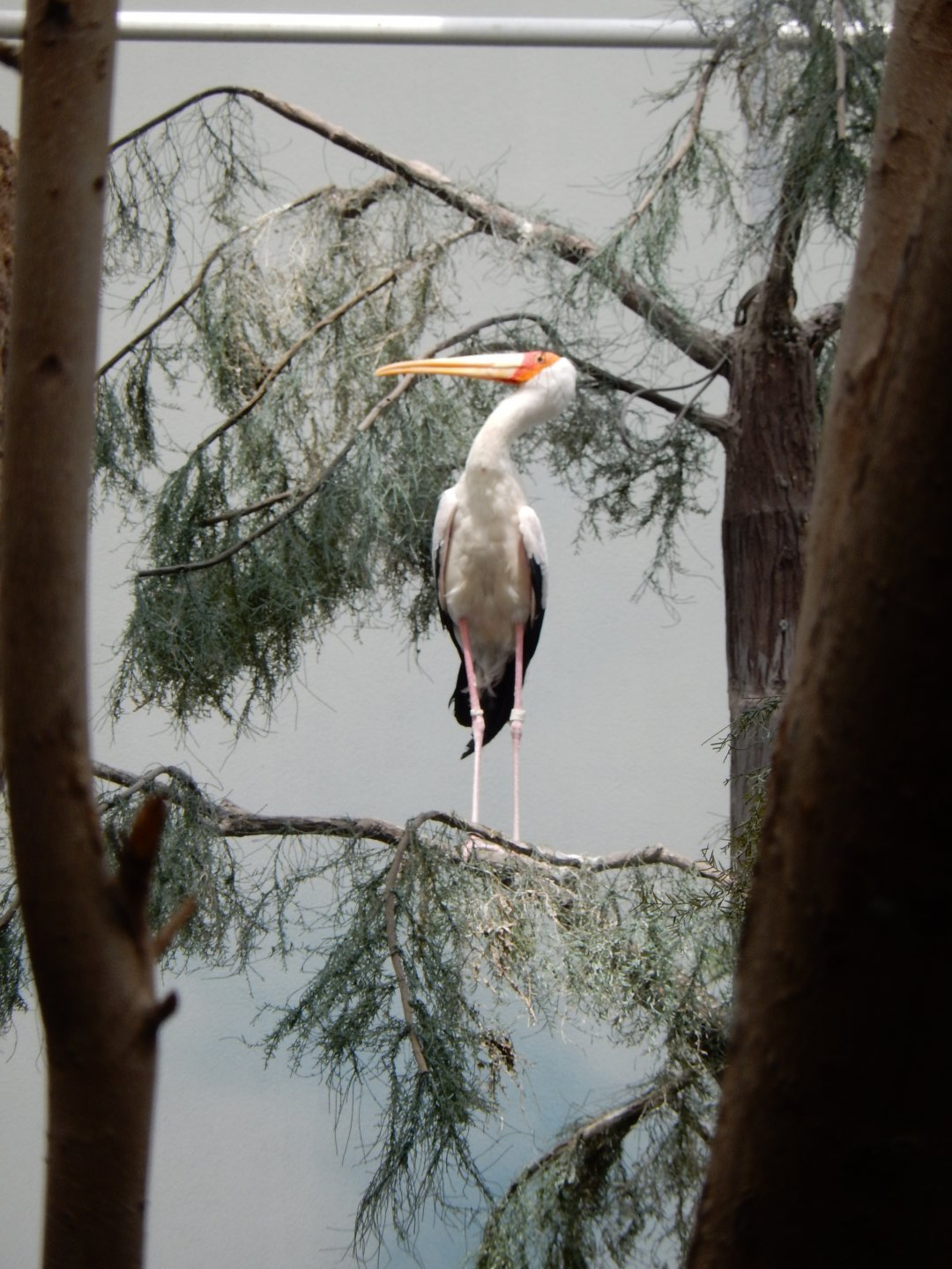 8/16/2025 - Yellow-Billed Stork
