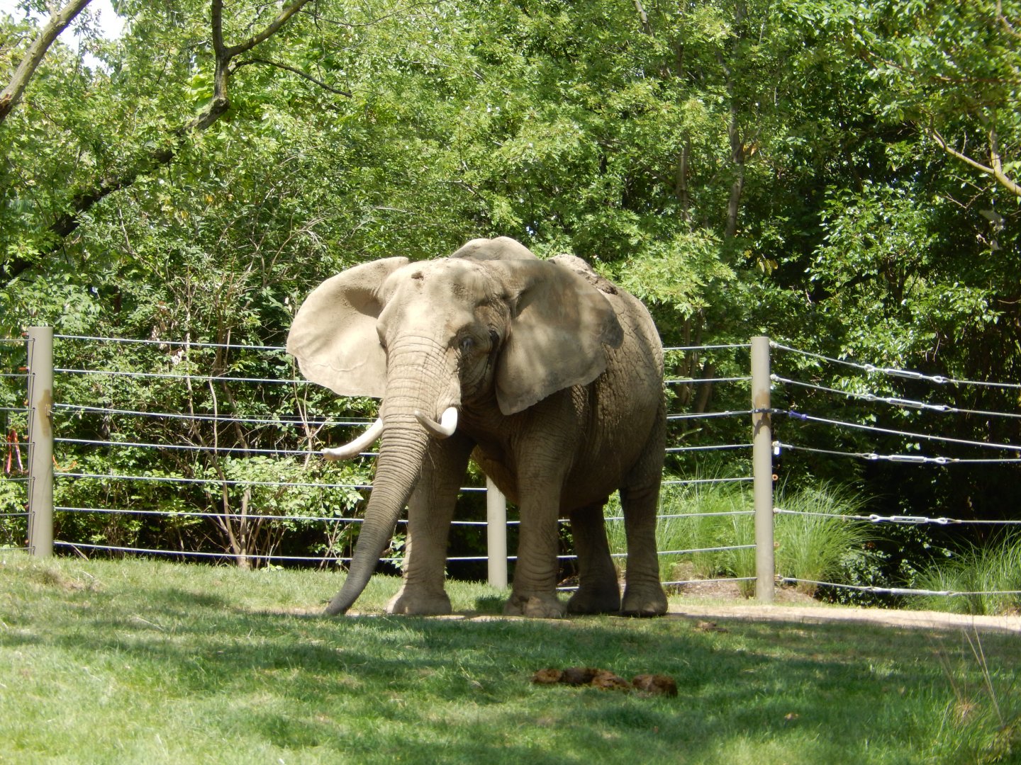 8/17/2020 - African Elephant