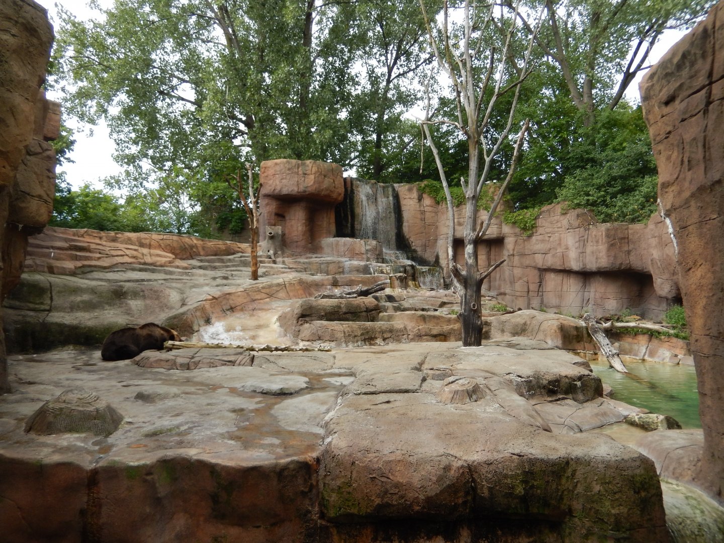8/17/2020 - Alaskan Brown Bear Exhibit