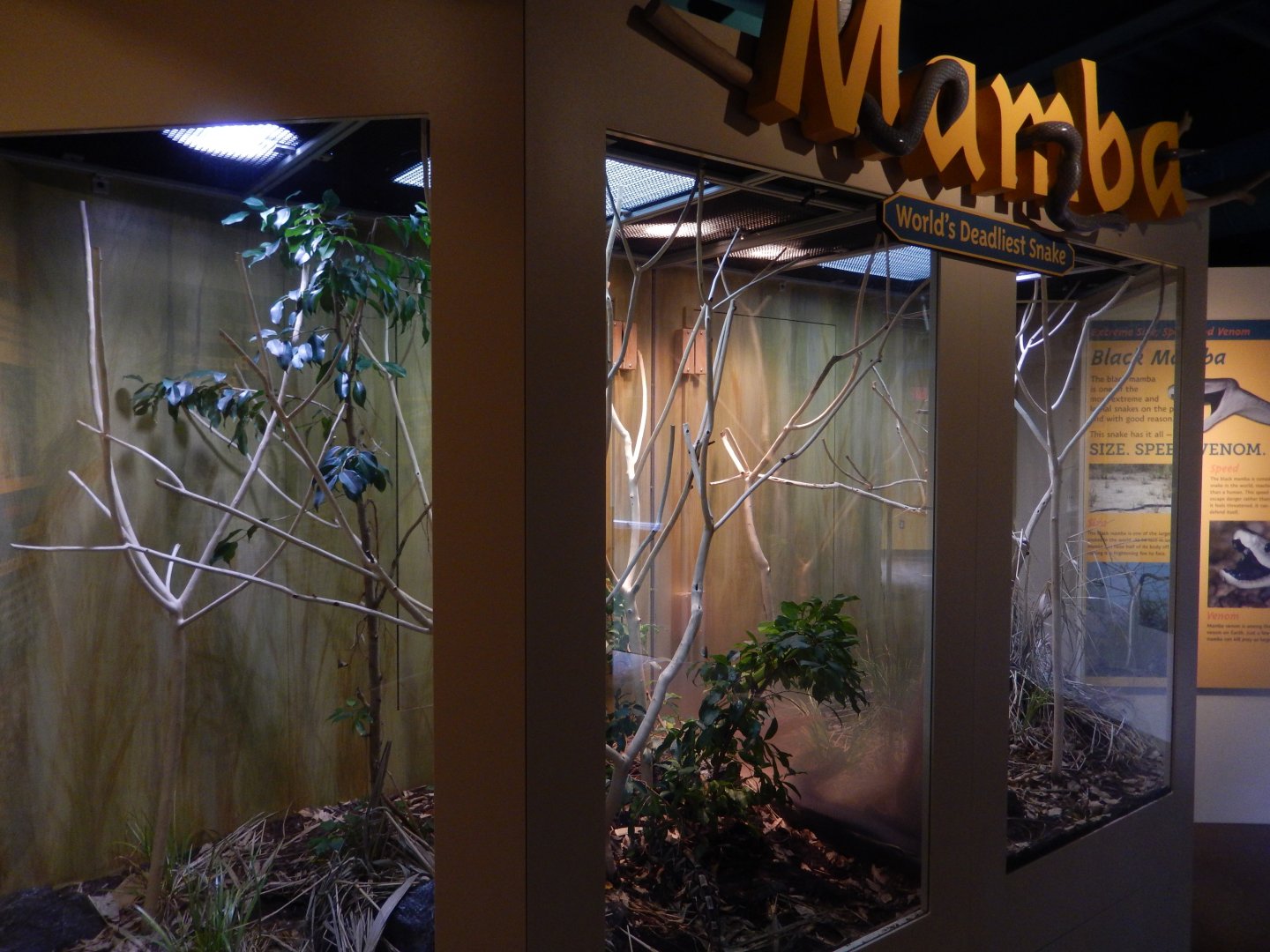 8/17/2020 - Black Mamba Terrarium