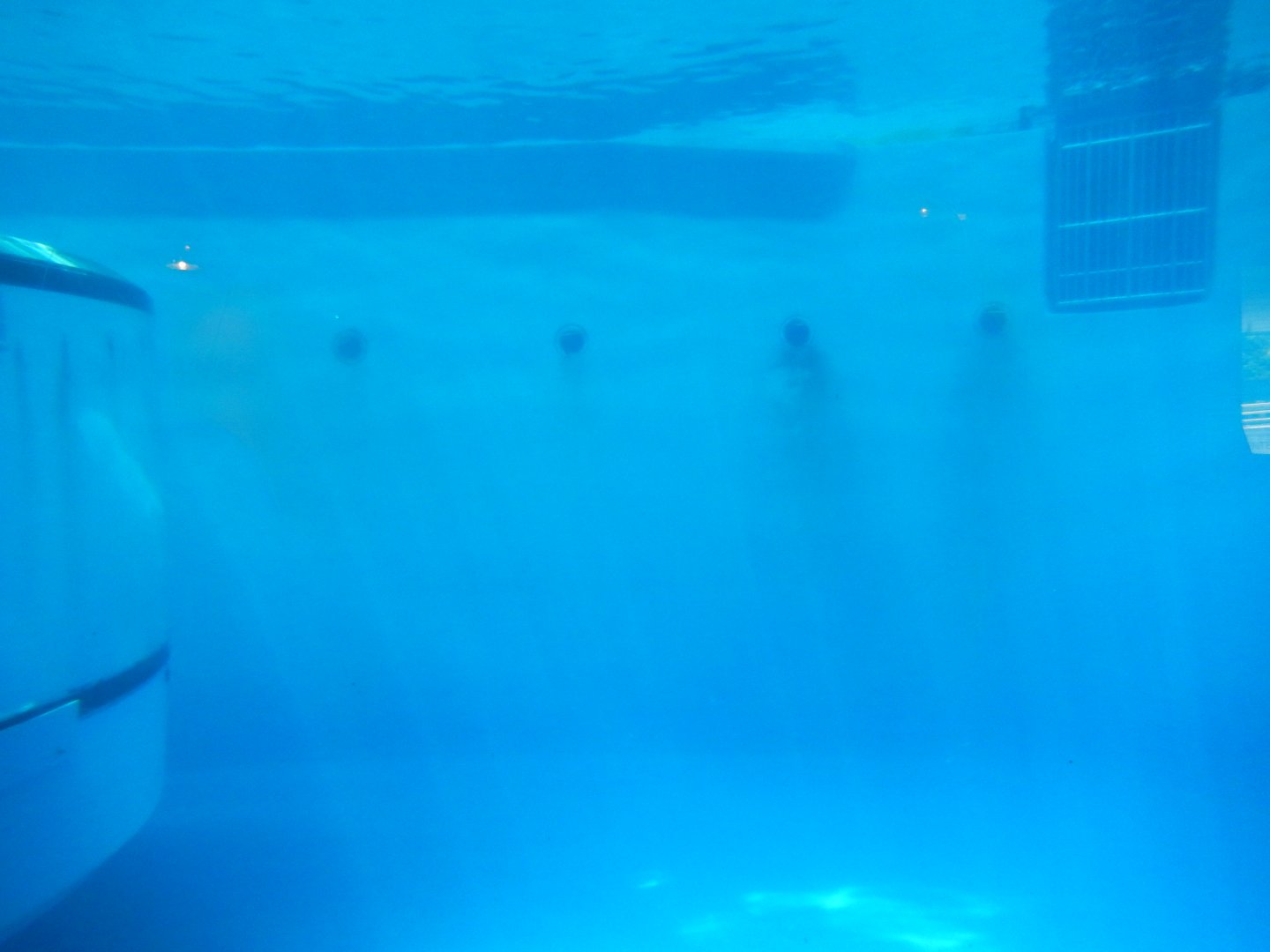 8/17/2020 - Bottlenose Dolphin Tank