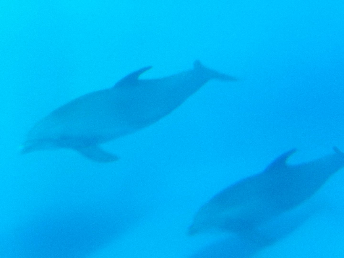 8/17/2020 - Bottlenose Dolphins