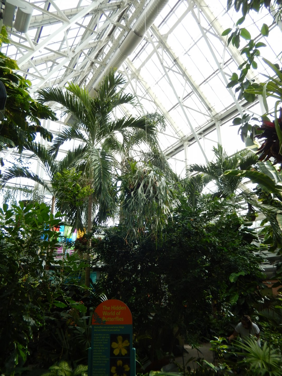 8/17/2020 - Butterfly Jungle