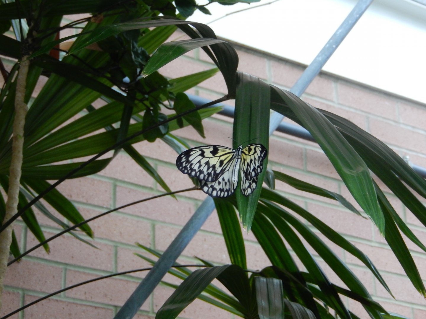 8/17/2020 - Butterfly (Species Help Please?)