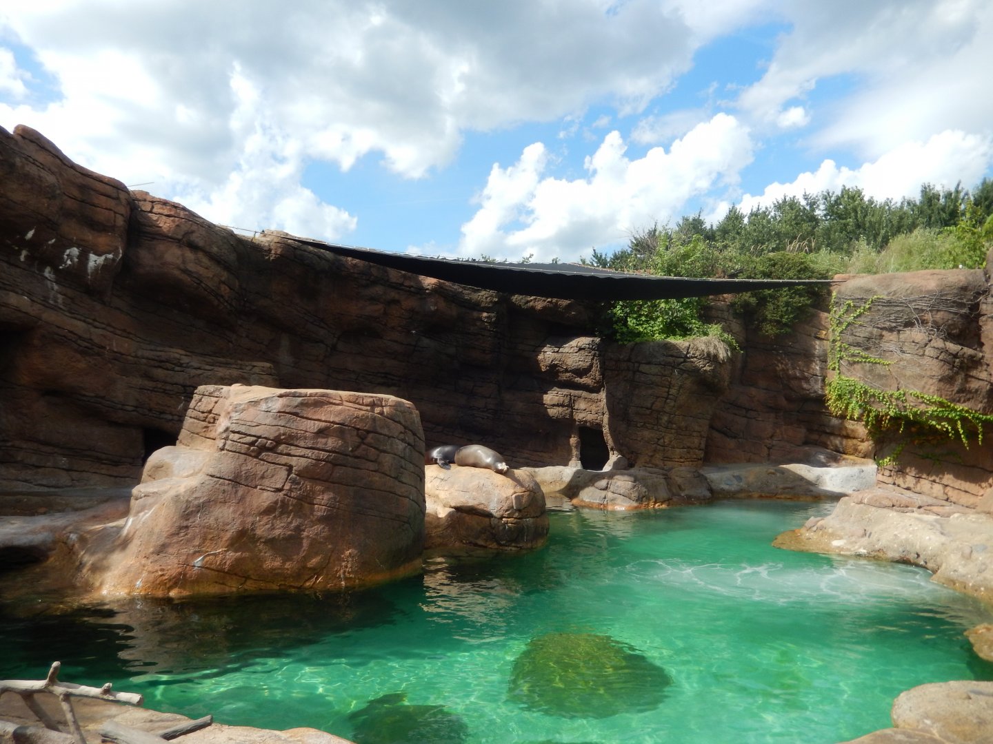 8/17/2020 - California Sea Lion & Gray Seal Exhibit