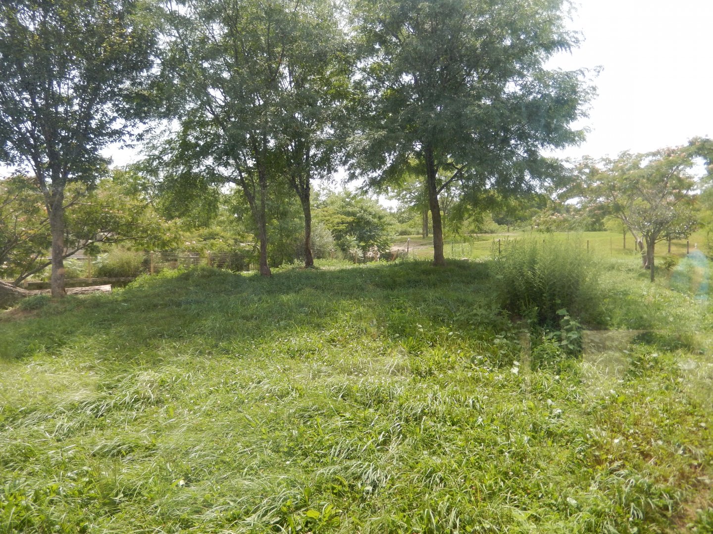 8/17/2020 - Cheetah: The Race for Survival - First Habitat