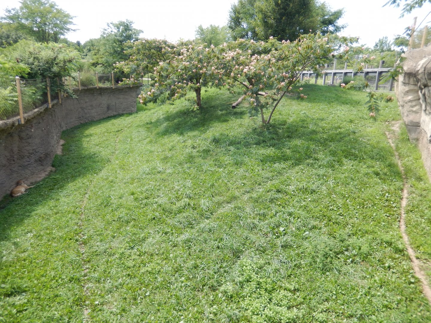 8/17/2020 - Cheetah: The Race for Survival - First Habitat