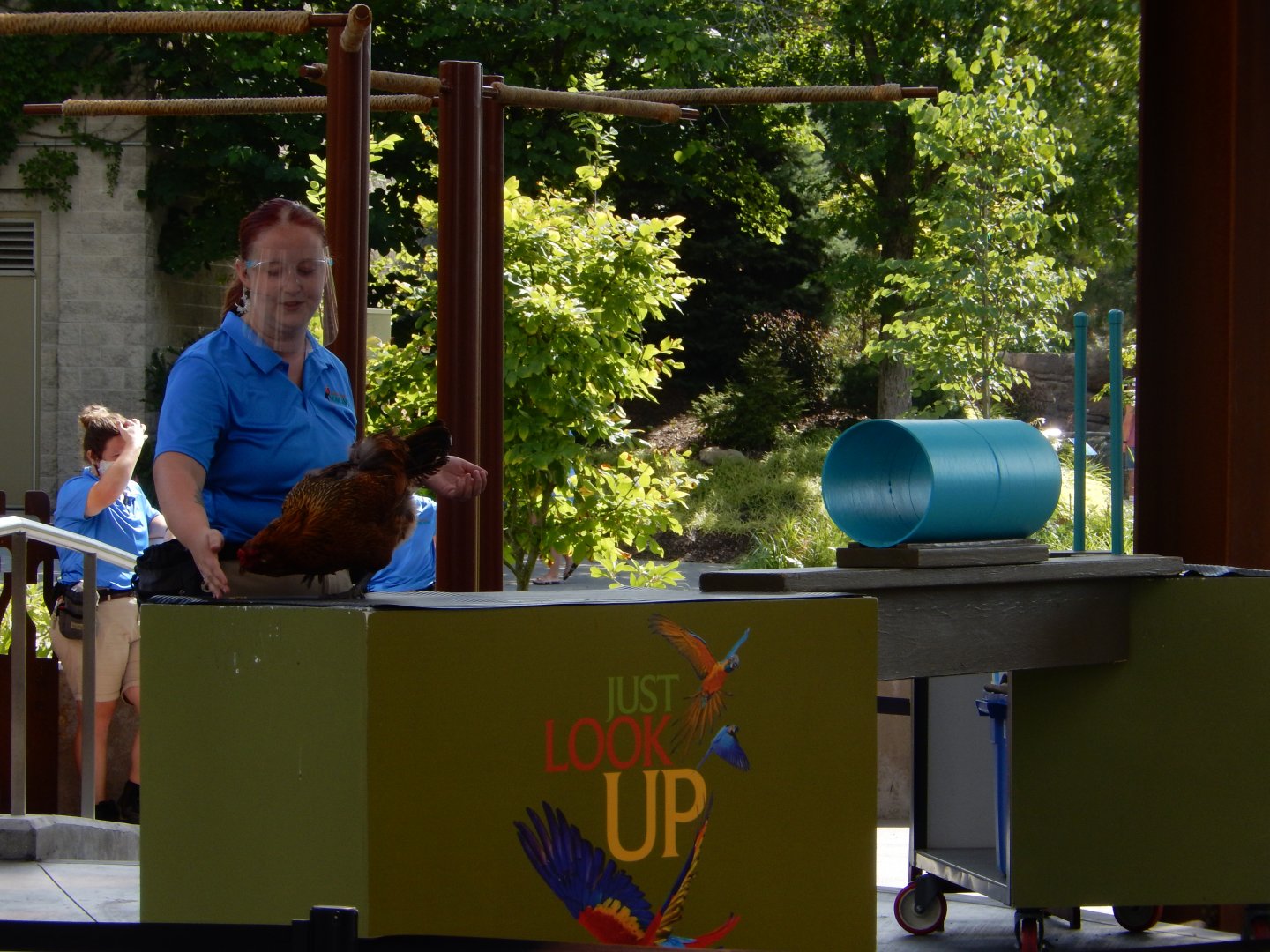 8/17/2020 - Chicken Obstacle Course