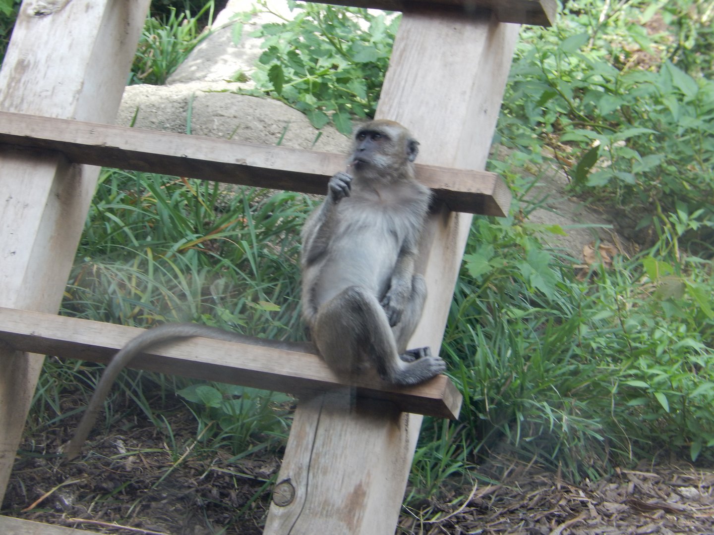 8/17/2020 - Crab-Eating Macaque