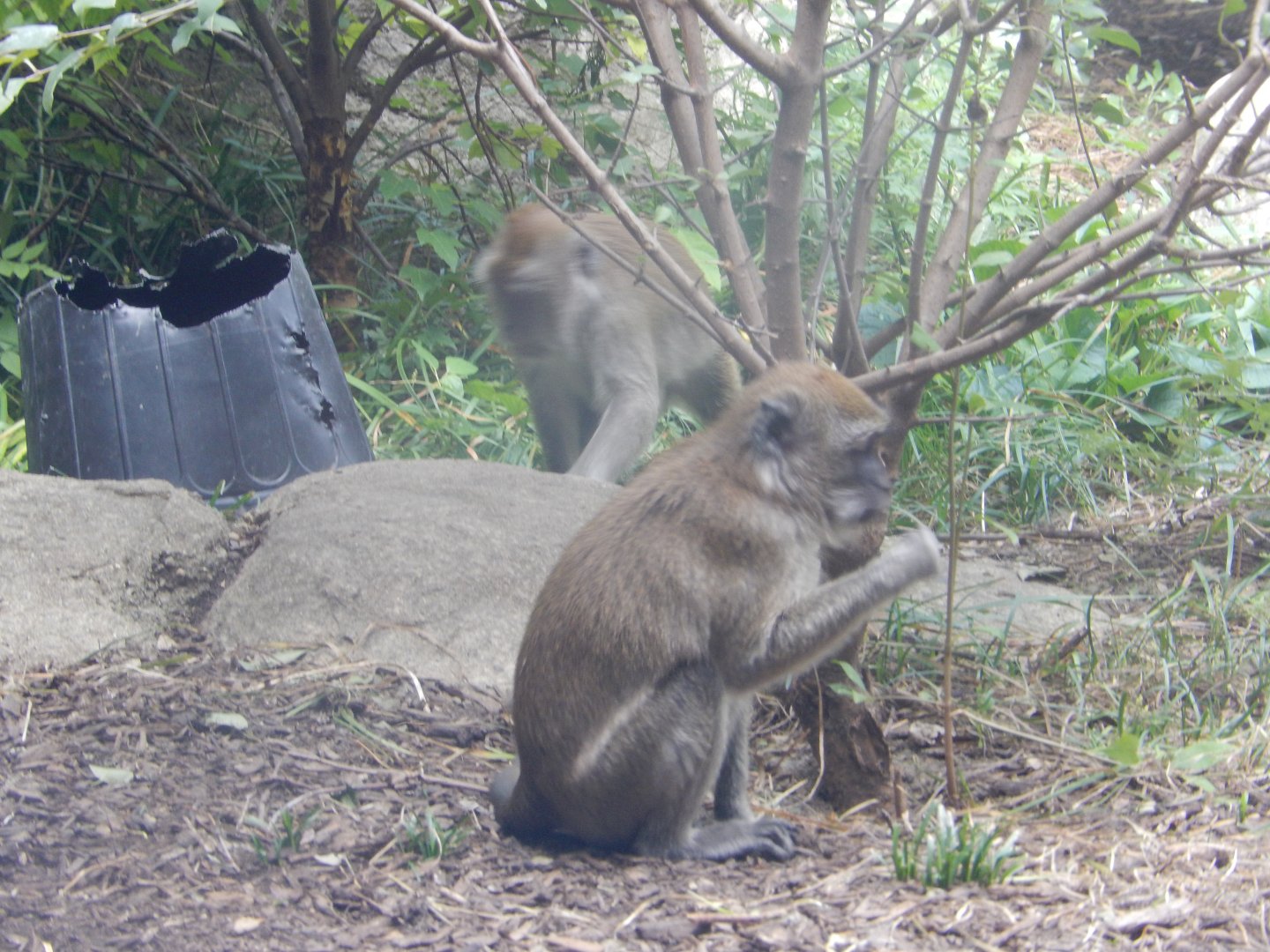 8/17/2020 - Crab-Eating Macaques
