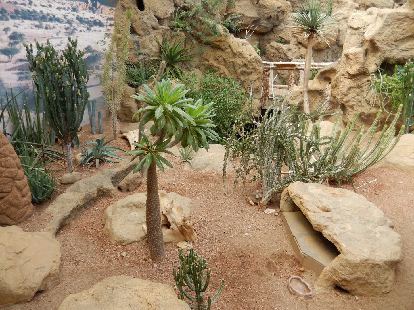 8/17/2020 - Deserts - General View