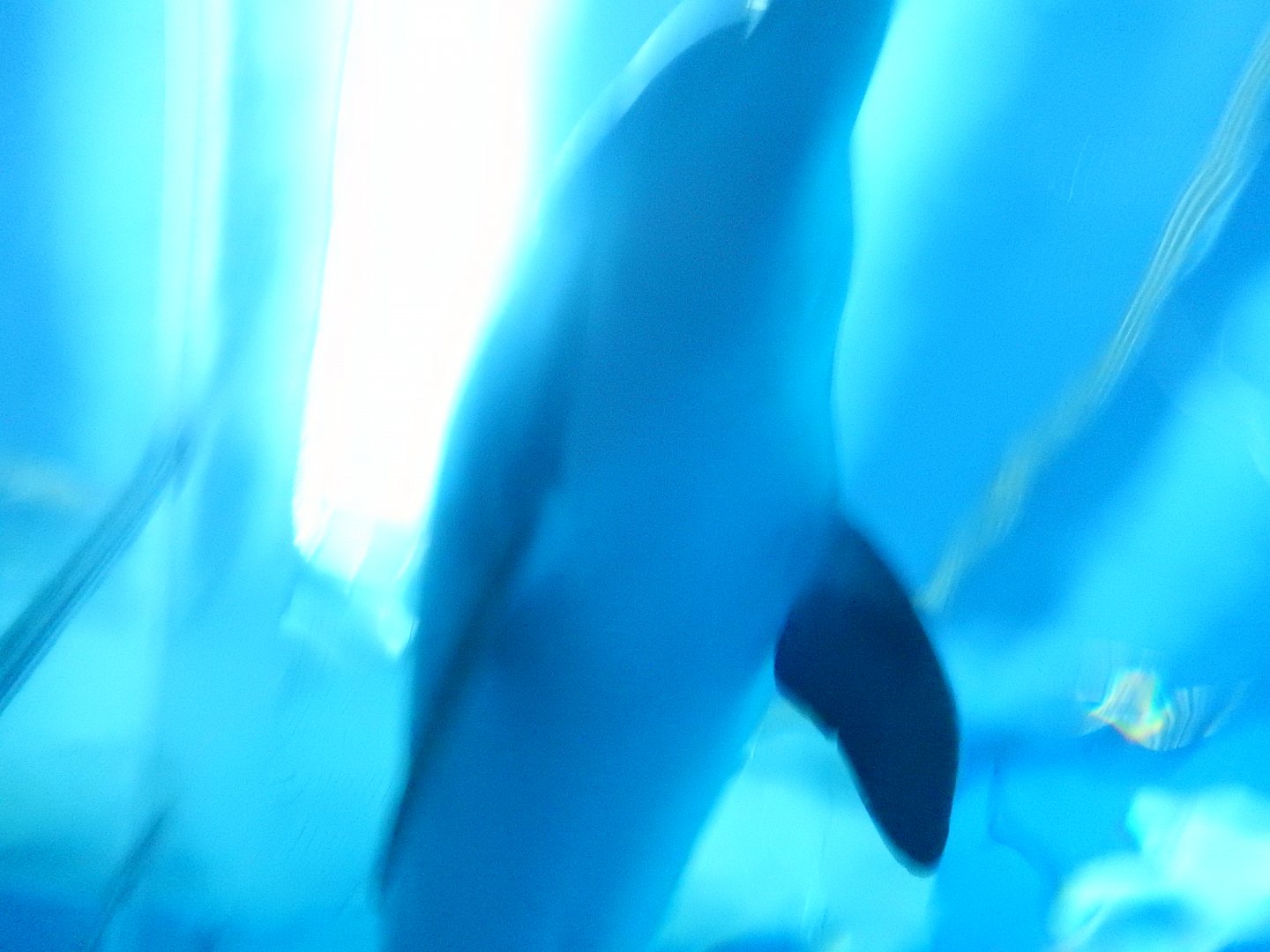 8/17/2020 - Dolphin Overhead!