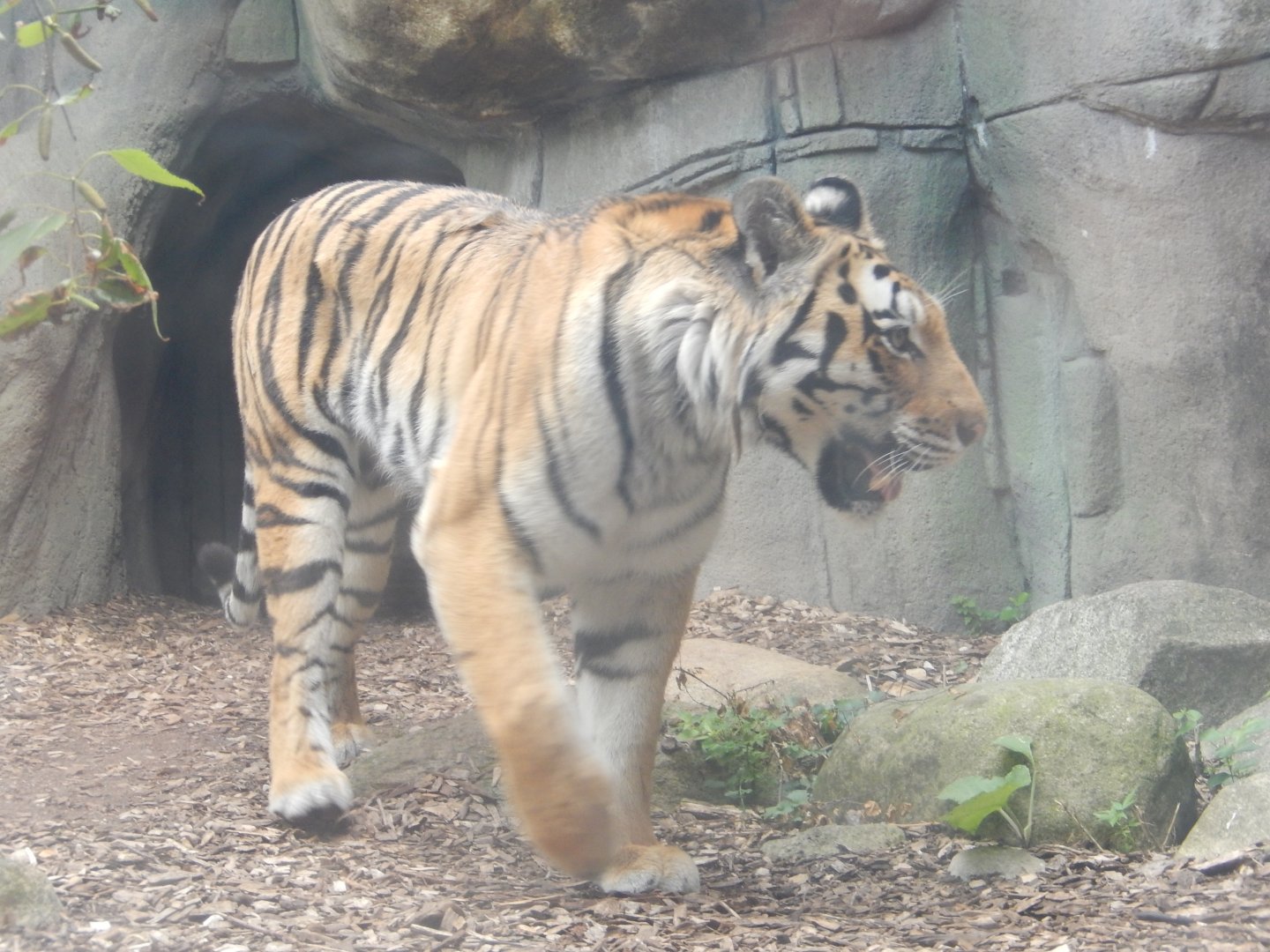 8/17/2020 - Female Amur Tiger