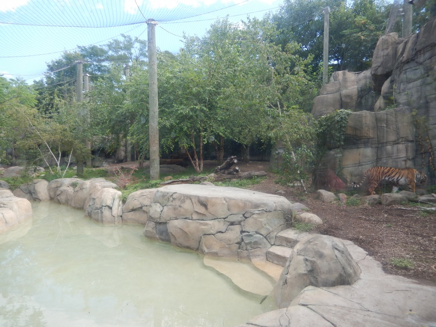 8/17/2020 - First Amur Tiger Exhibit