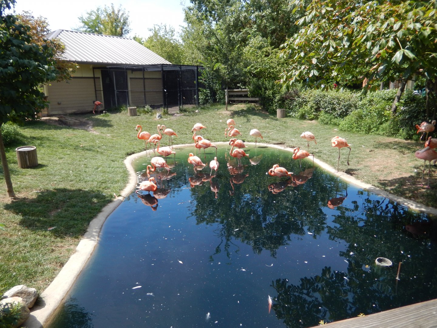 8/17/2020 - Flamingo Pool
