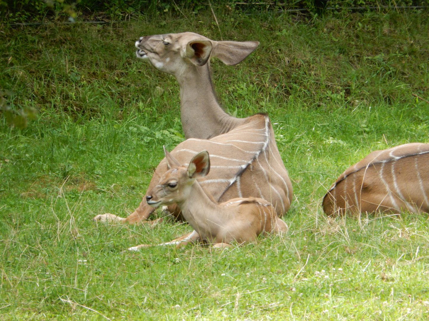 8/17/2020 - Greater Kudu Mom and Calf