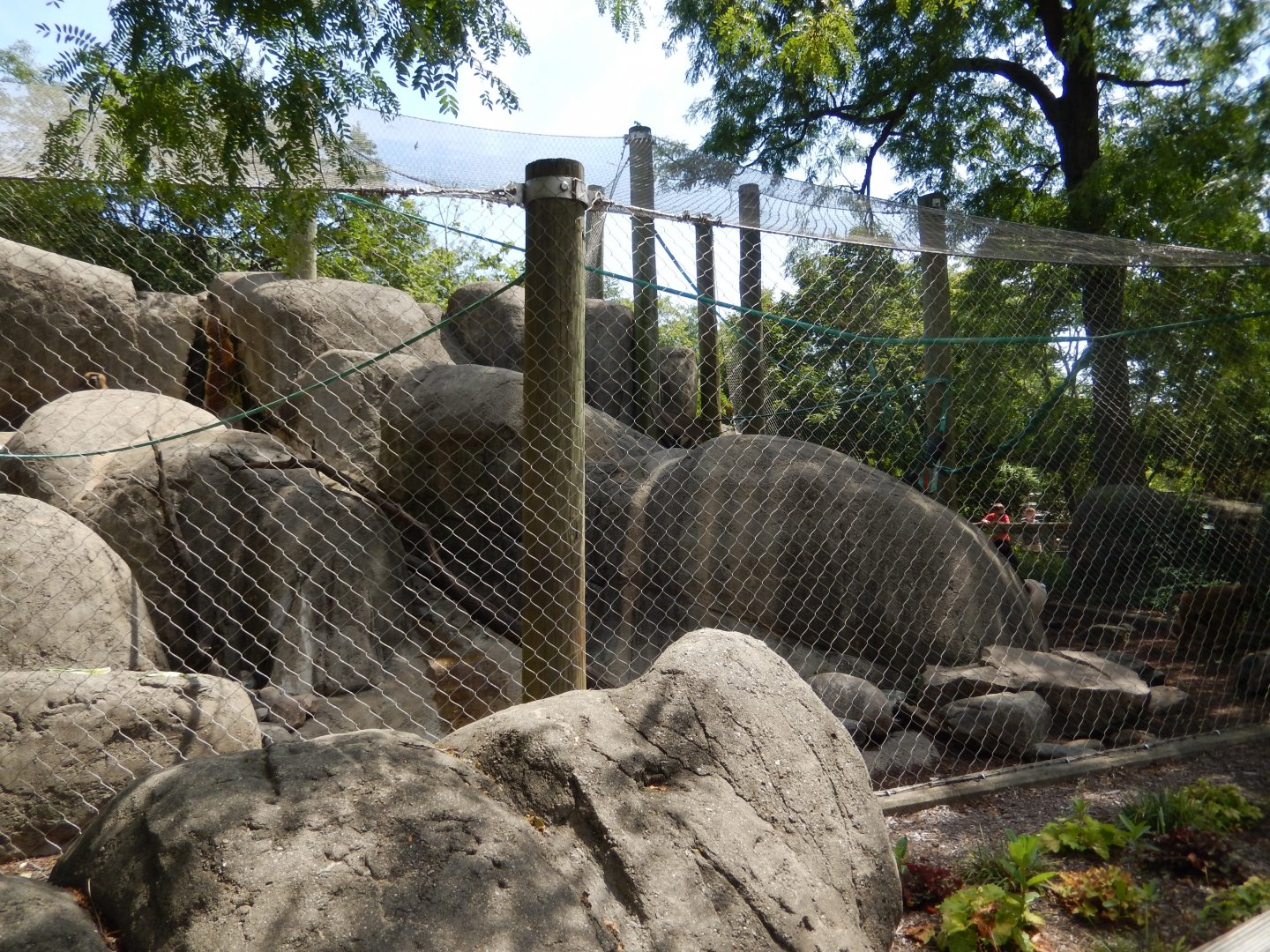 8/17/2020 - Guinea Baboon Exhibit