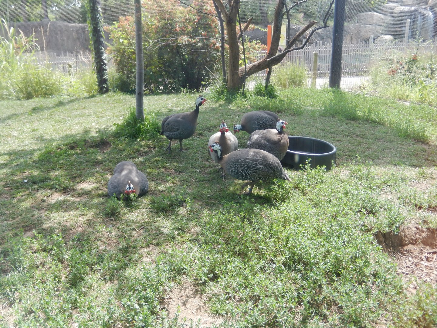 8/17/2020 - Helmeted Guineafowl Flock