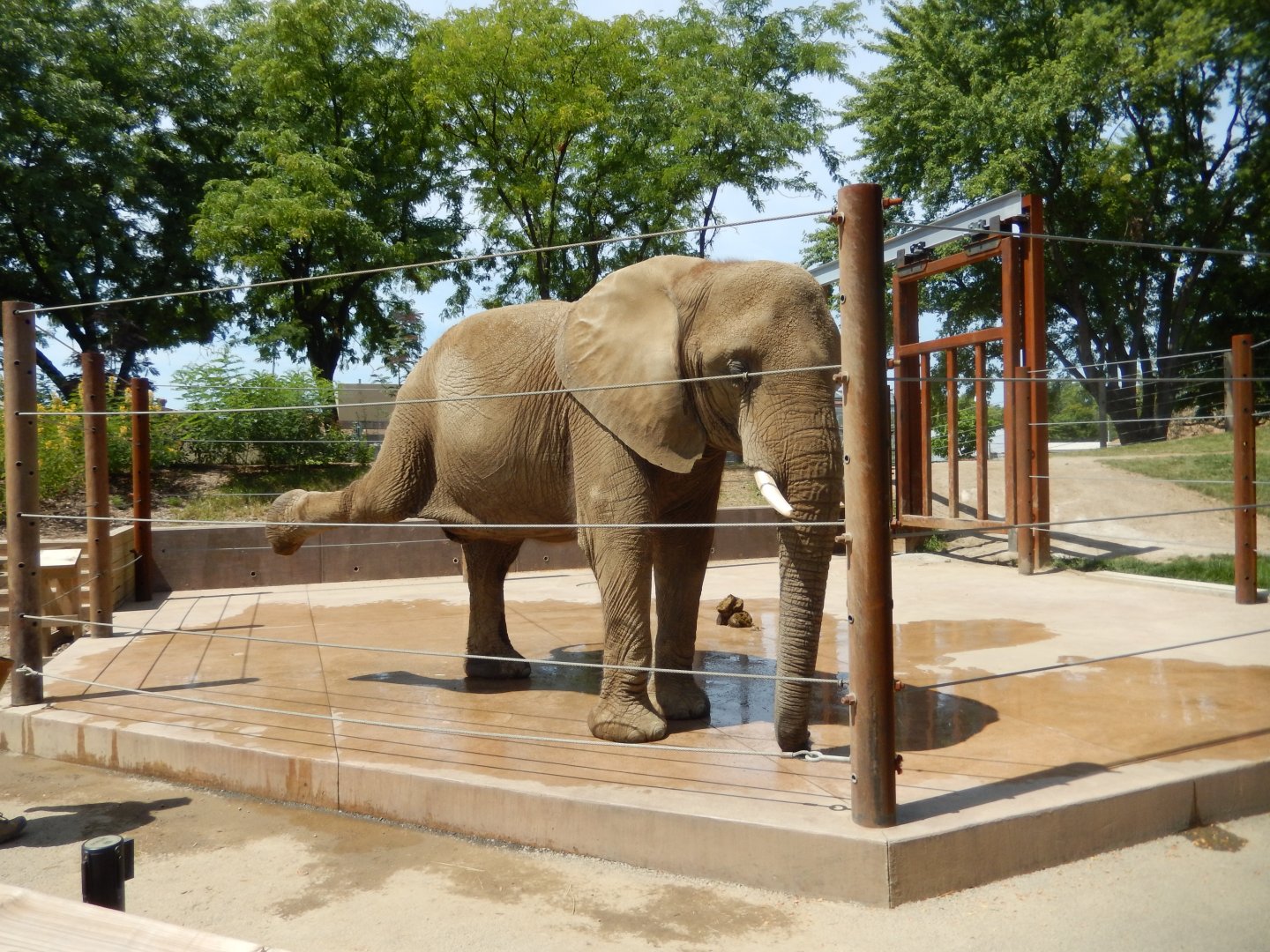 8/17/2020 - Ivory in Training