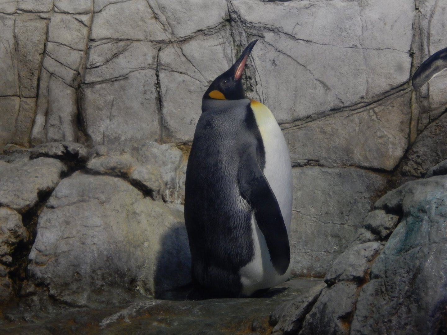 8/17/2020 - King Penguin