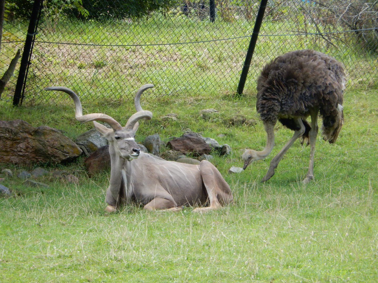 8/17/2020 - Kudu Bull & Ostrich