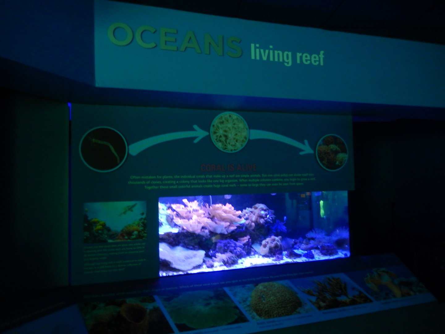 8/17/2020 - Living Reef Tank