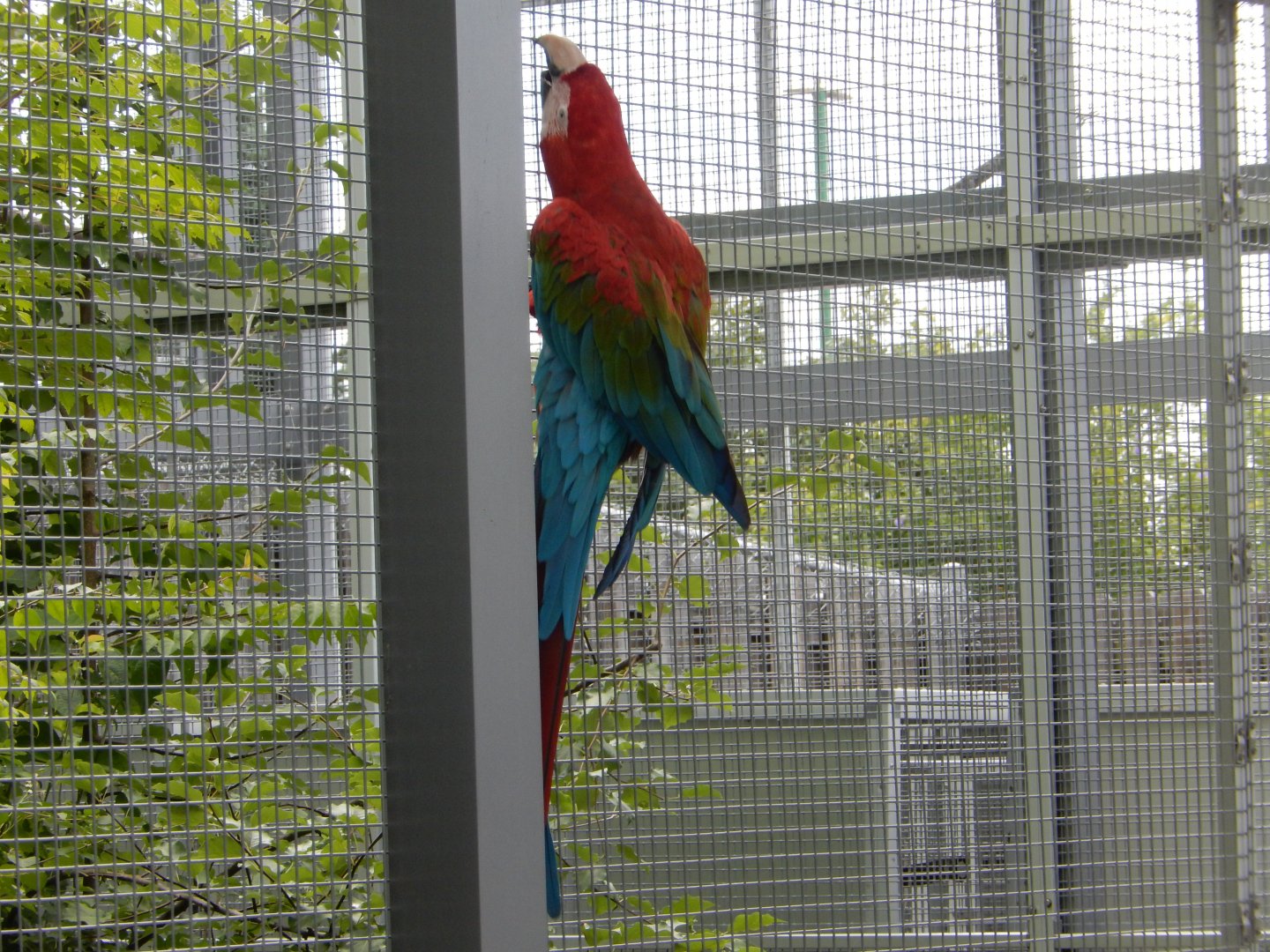 8/17/2020 - Macaw Climb