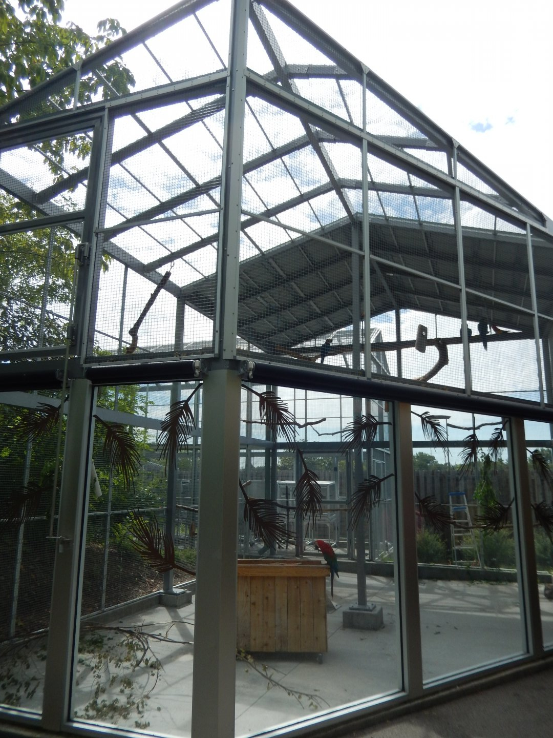 8/17/2020 - Macaw Exhibit