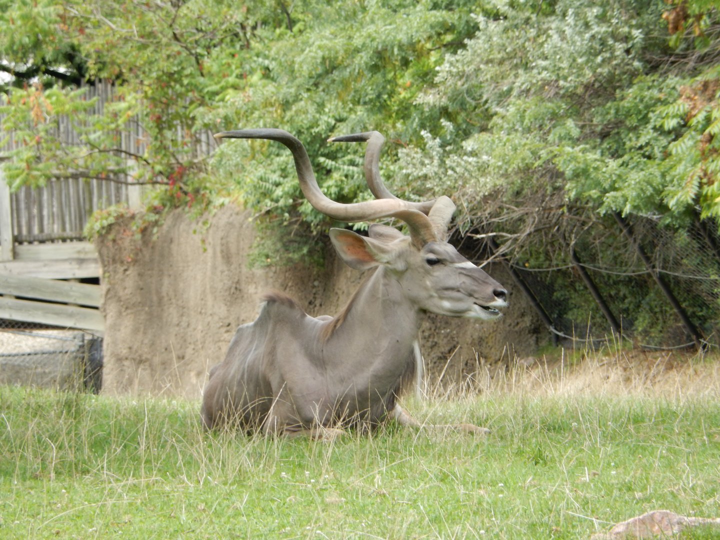 8/17/2020 - Majestic Greater Kudu Bull