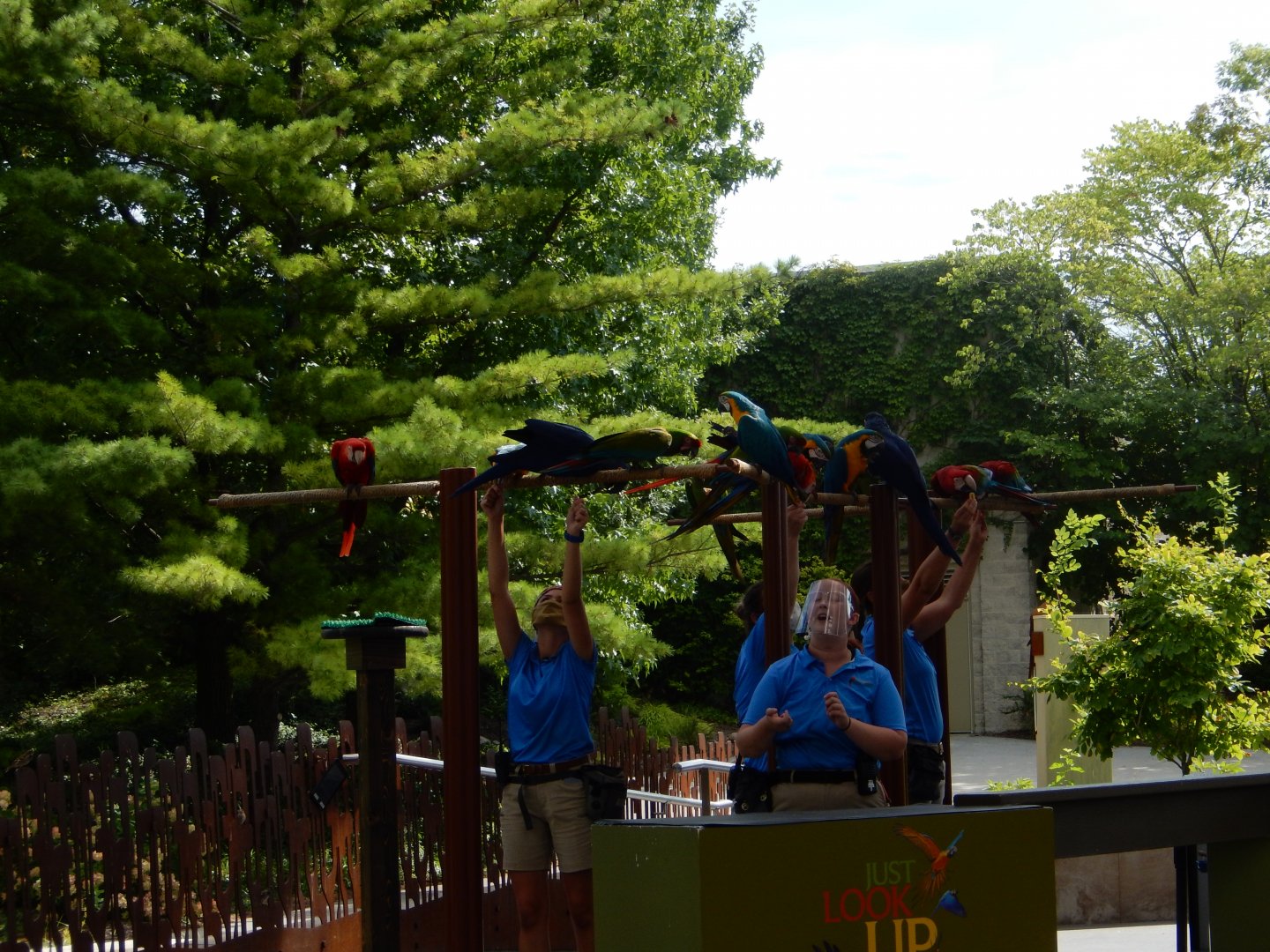 8/17/2020 - Marvelous Macaws