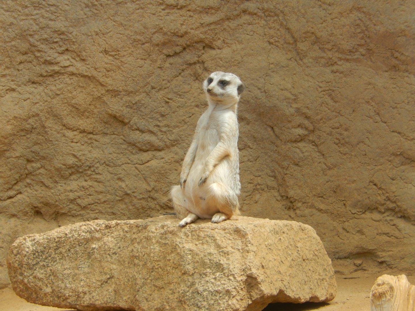 8/17/2020 - Meerkat