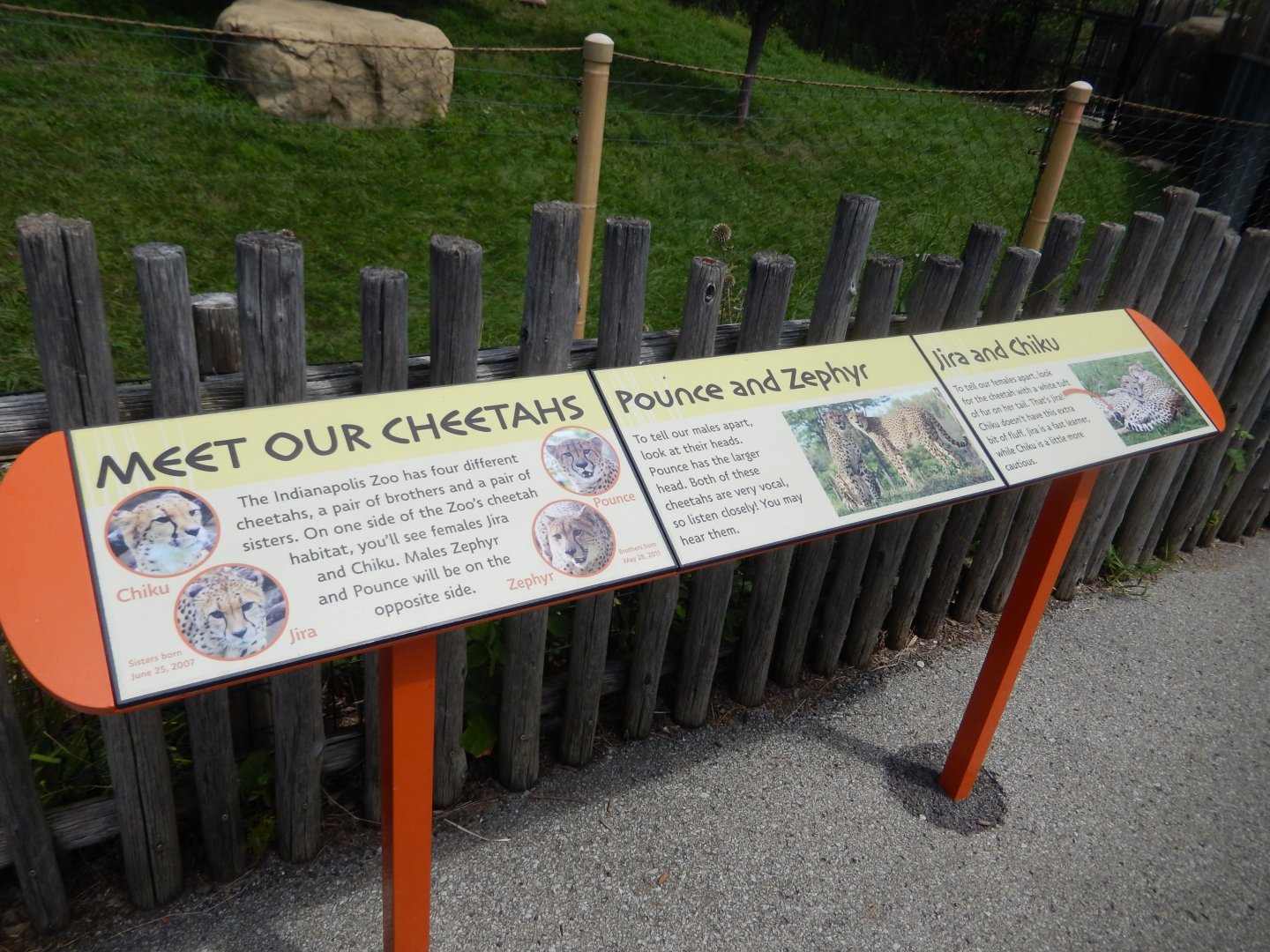 8/17/2020 - Meet the Cheetahs Signage