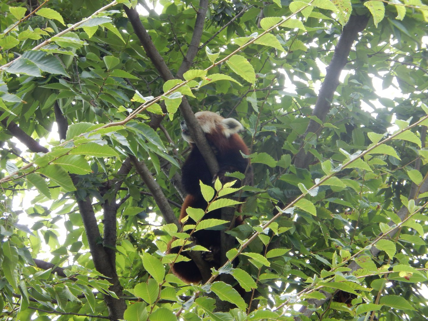 8/17/2020 - Mid-Day Snooze