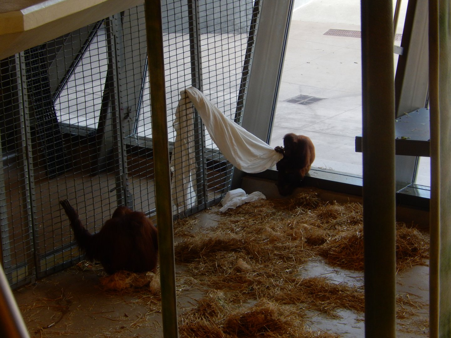 8/17/2020 - Orangutans