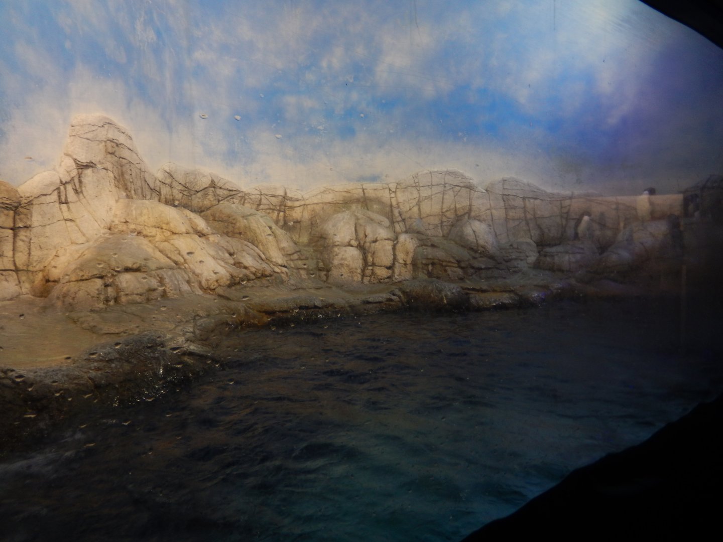 8/17/2020 - Penguin Exhibit