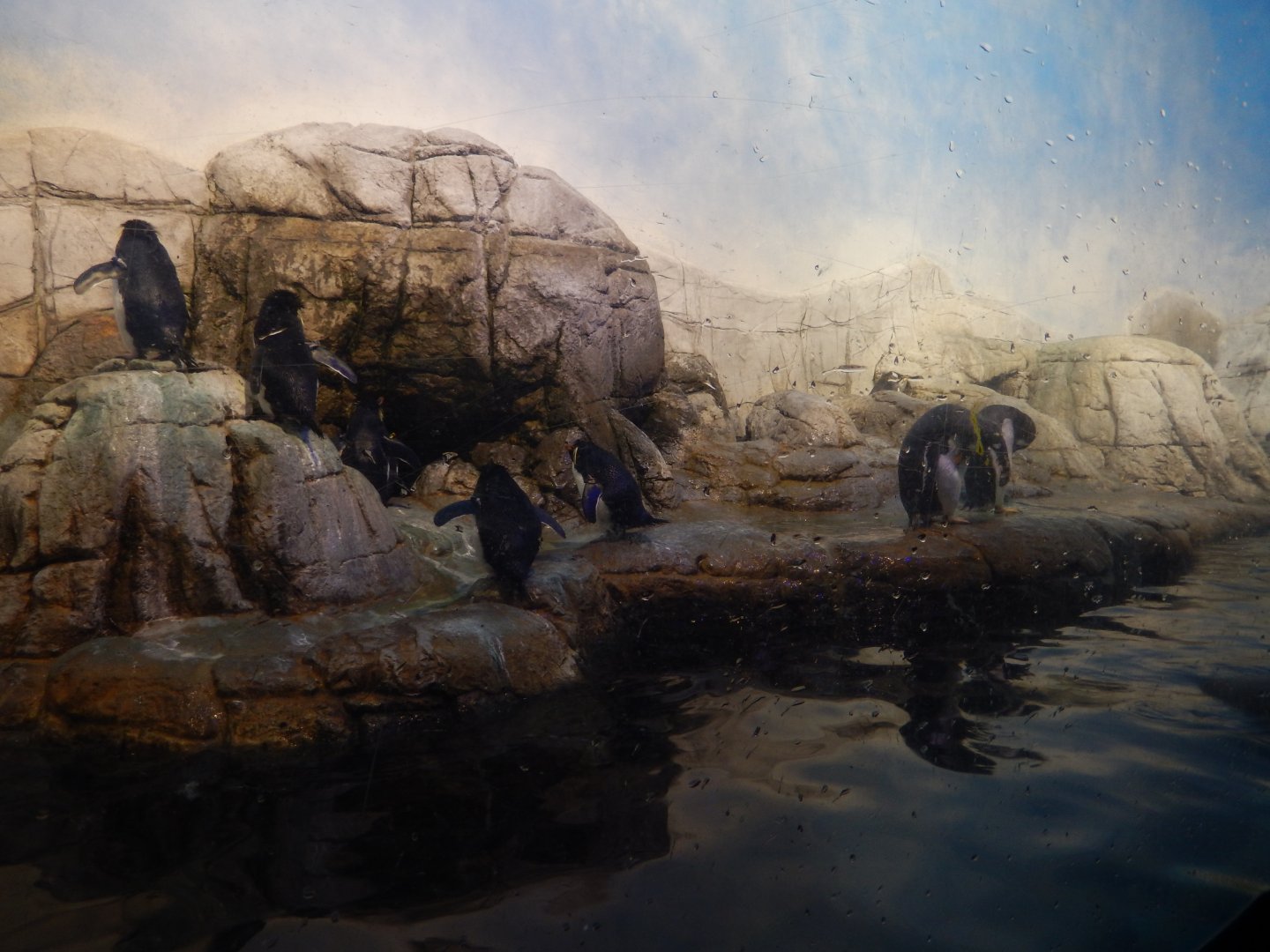 8/17/2020 - Penguin Exhibit