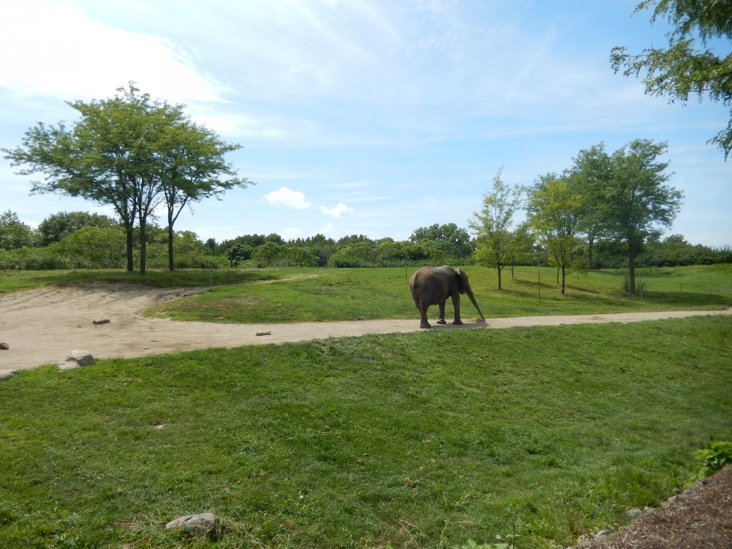 8/17/2020 - Primary African Elephant Habitat