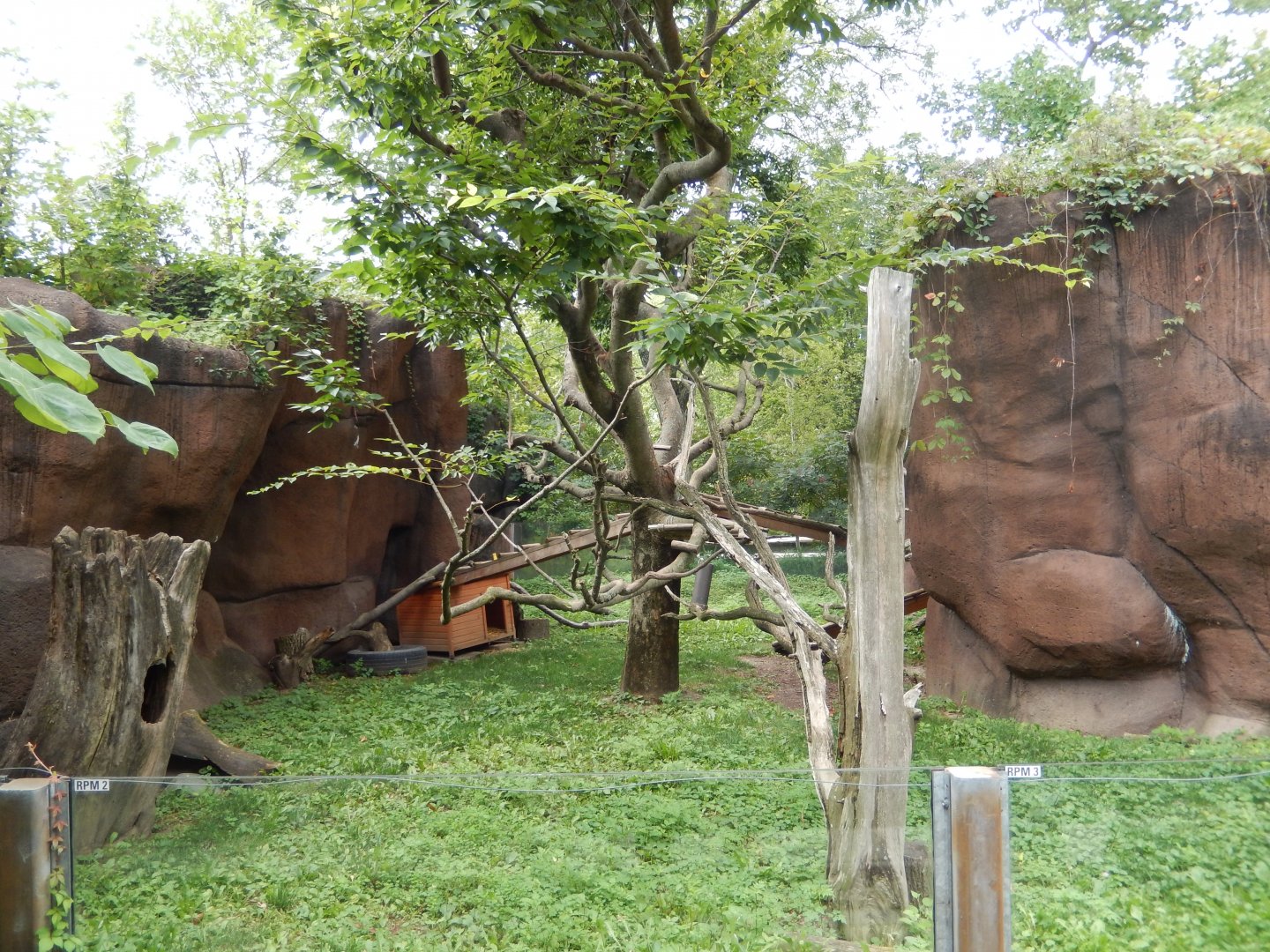 8/17/2020 - Red Panda Habitat