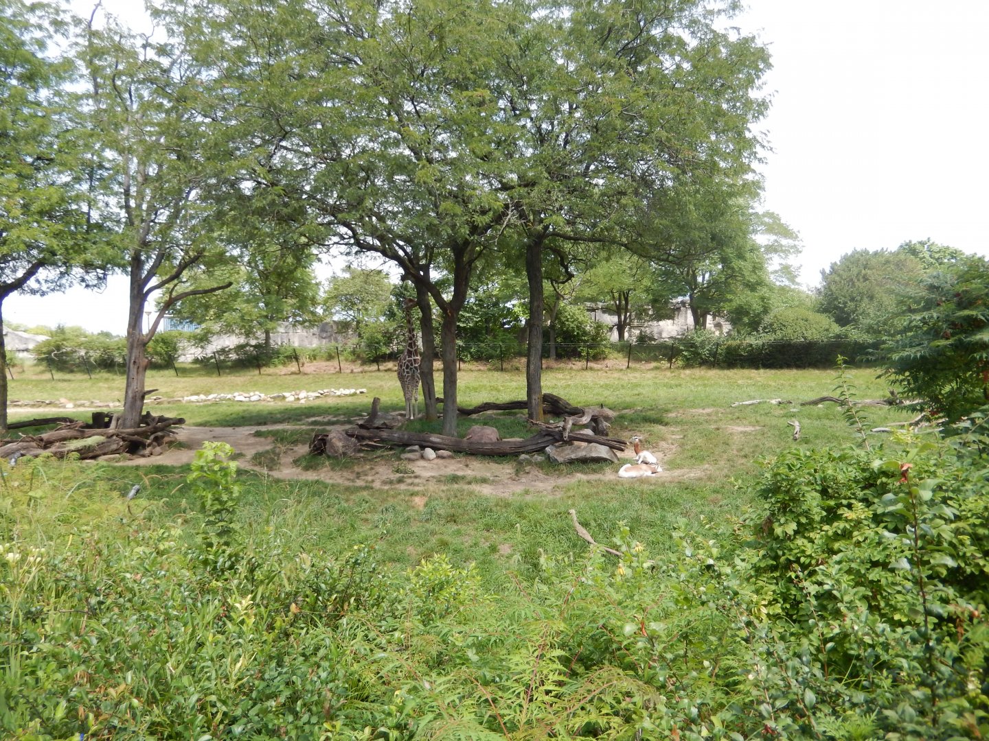 8/17/2020 - Reticulated Giraffe & Addra Gazelle Habitat