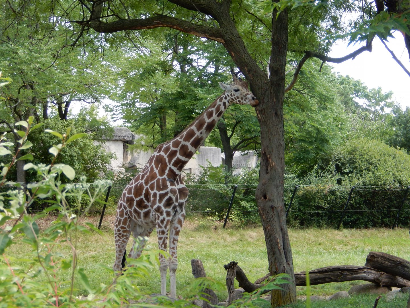8/17/2020 - Reticulated Giraffe