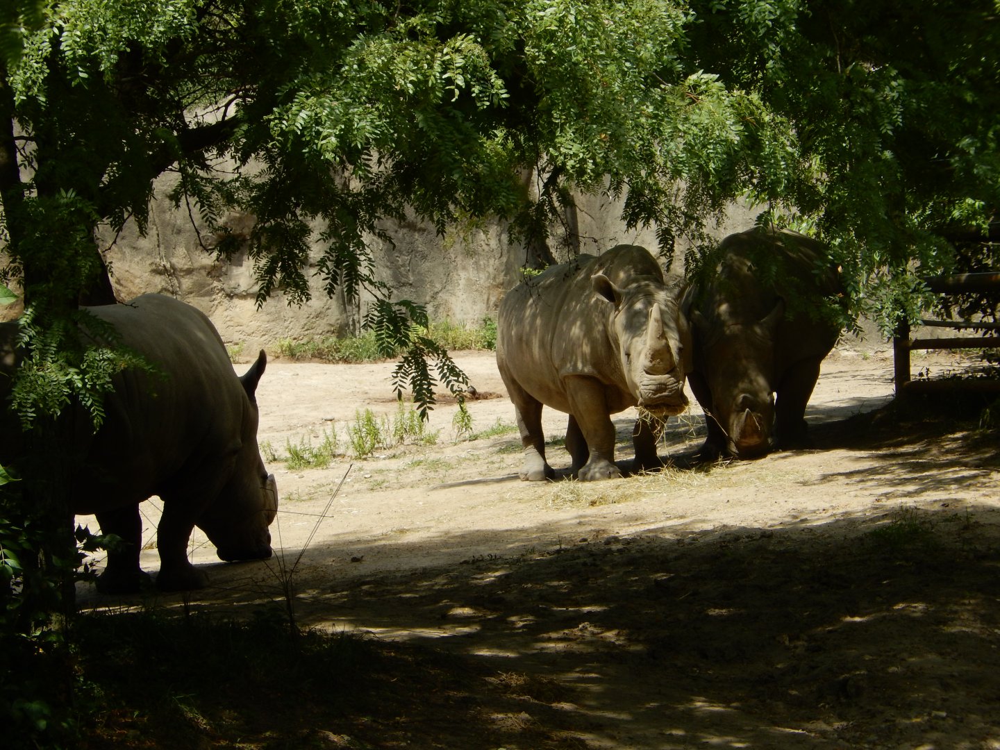 8/17/2020 - Rhino Crash!