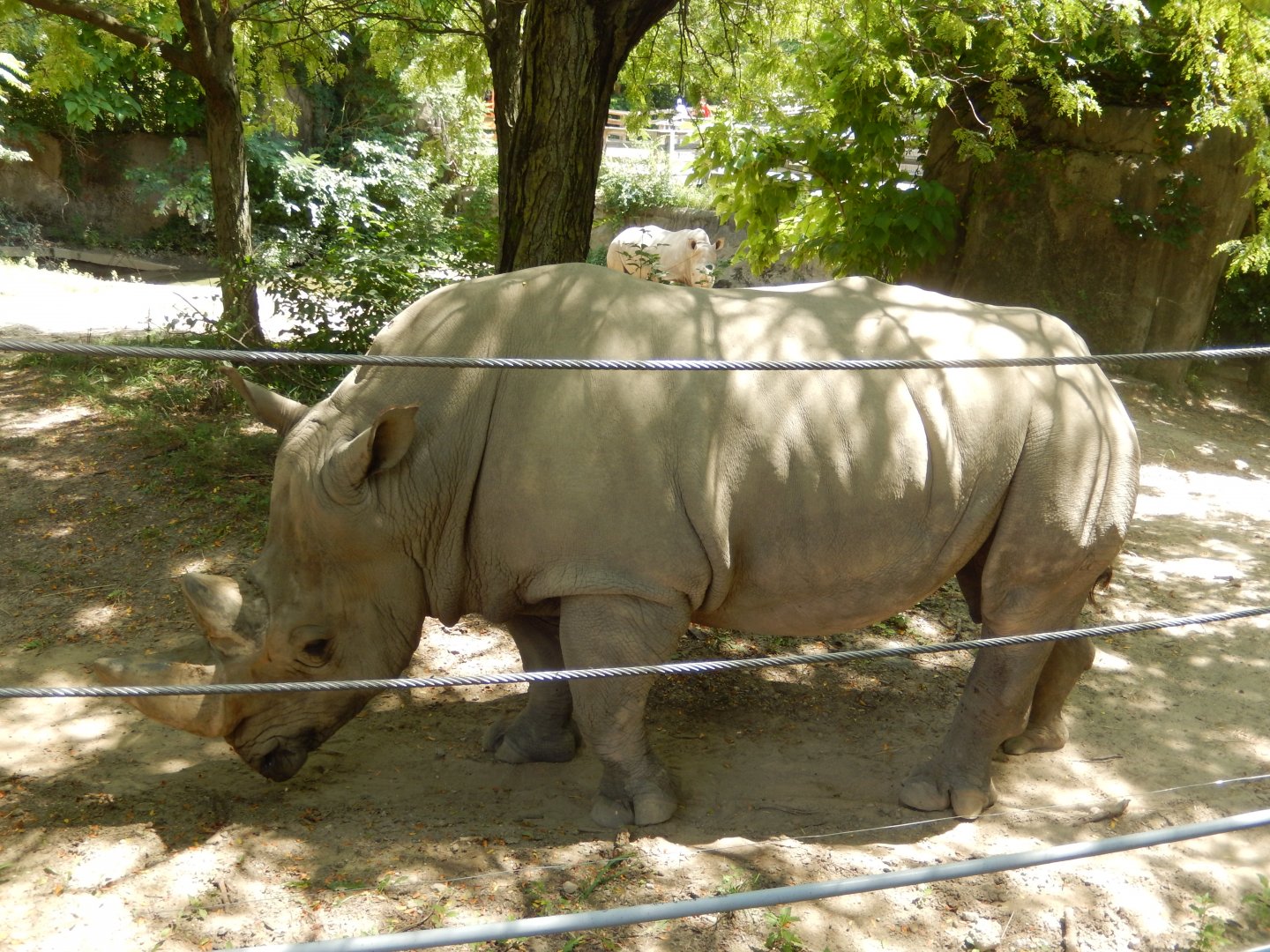 8/17/2020 - Rhino Up-Close!